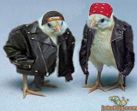 Funny Picture - Misc Jokes funny pictures - Biker Chicks