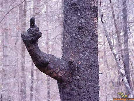 Funny Picture - Misc Jokes funny pictures - Pissed tree