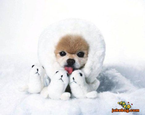 Funny Picture - Misc Jokes funny pictures - Ice dog