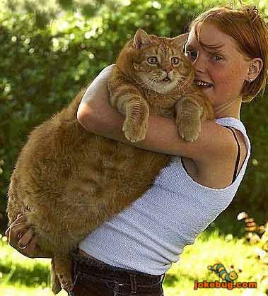 Funny Picture - Misc Jokes funny pictures - Fat Pussy