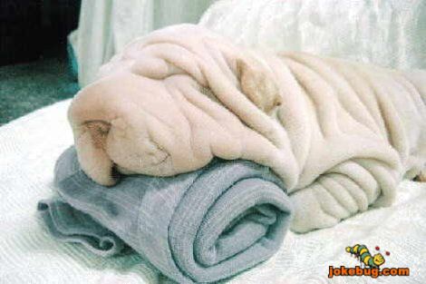 Funny Picture - Misc Jokes funny pictures - Wrinkie