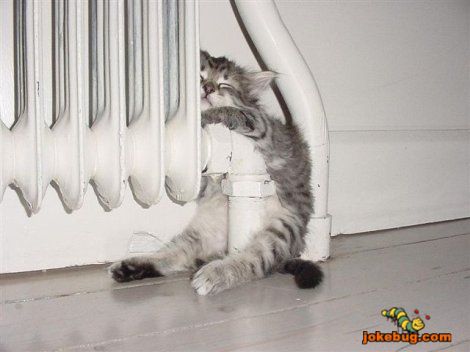 Funny Picture - Misc Jokes funny pictures - If you dont have a couch...