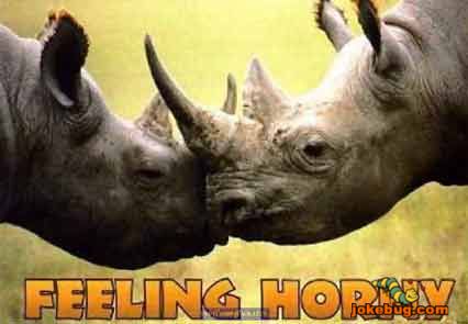 Funny Picture - Misc Jokes funny pictures - Feeling Horny