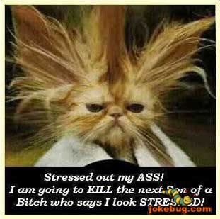 Funny Picture - Misc Jokes funny pictures - Stressed