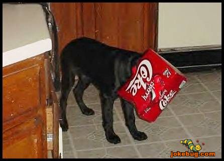 Funny Picture - Misc Jokes funny pictures - Cokehead