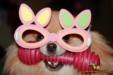 Funny Picture - Misc Jokes funny pictures - Paaaarty!