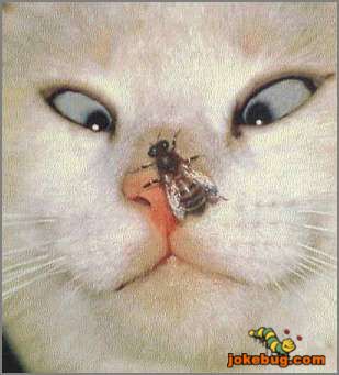 Funny Picture - Misc Jokes funny pictures - Get off my nose!