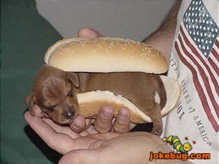 Funny Picture - Misc Jokes funny pictures - Hot Dog