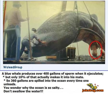 Funny Picture - Misc Jokes funny pictures - Blue Whale