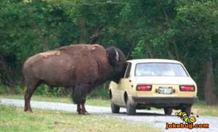 Funny Picture - Misc Jokes funny pictures - Curious