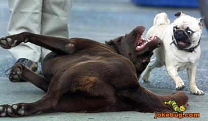 Funny Picture - Misc Jokes funny pictures - French Dog