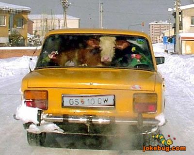 Funny Picture - Misc Jokes funny pictures - Cow Taxi
