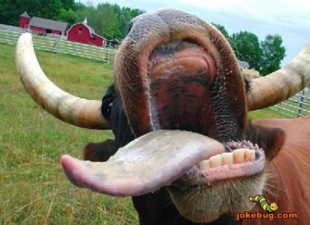 Funny Picture - Misc Jokes funny pictures - Whazzap Cow?