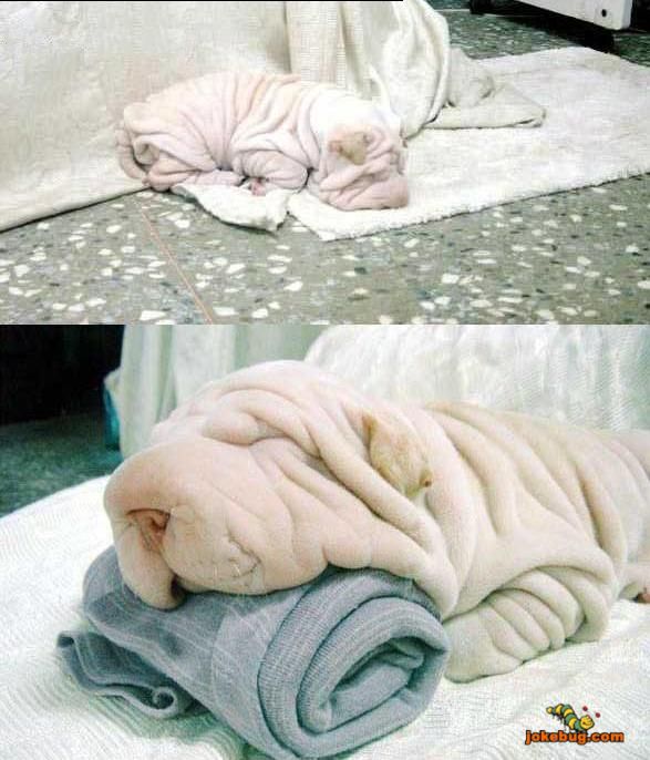 Funny Picture - Misc Jokes funny pictures - Dog or towel?