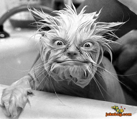 Funny Picture - Misc Jokes funny pictures - Pretty Kitten