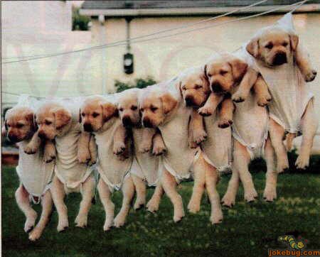 Funny Picture - Misc Jokes funny pictures - Hanging on